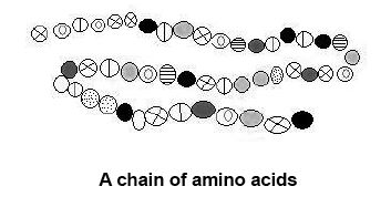 Chain_of_amino_acids